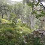 La Forêt de St Pons avec le Guide Officiel Photo 10