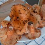 Cueillette de champignons 10/11 Photo1