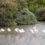 le Parc Ornithologique de Pont de Gau vous  Photo16