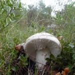 Sortie champignons ! 01/11 Photo16