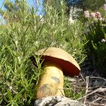 Sortie champignons  Photo5