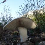 Sortie champignons  Photo2