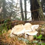 Cueillette de champignons 05/11 Photo18