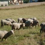 Allons voir les moutons ! 28/08 Photo8