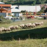 Allons voir les moutons ! 28/08 Photo19