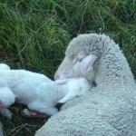 Allons voir les moutons ! 28/08 Photo4