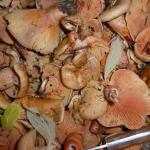 Cueillette de champignons 02/11 Photo1