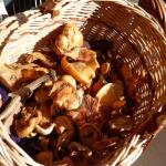 Cueillette de champignons ! Photo4